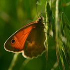 Sommerlicher Blühpflanzenbesucher 