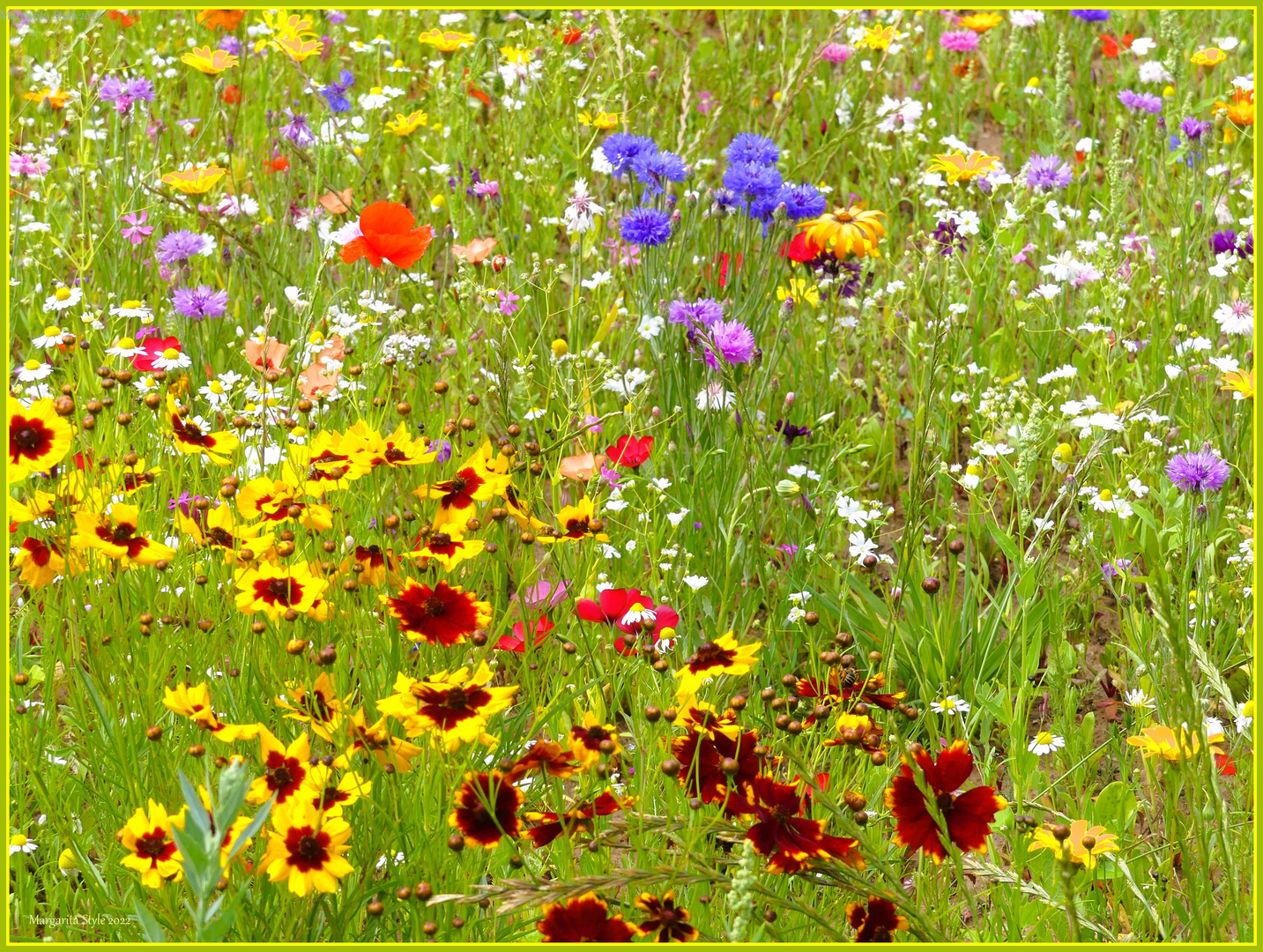 Sommerlicher Blütenteppich  -  