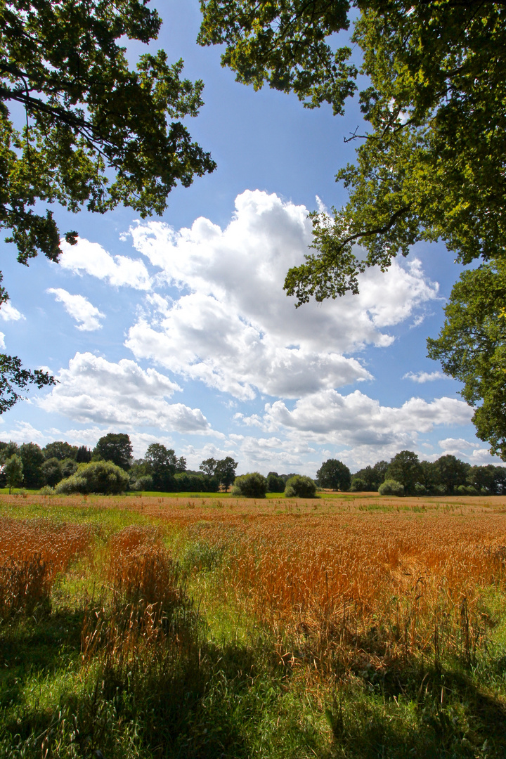 sommerlicher Durchblick aufs Feld