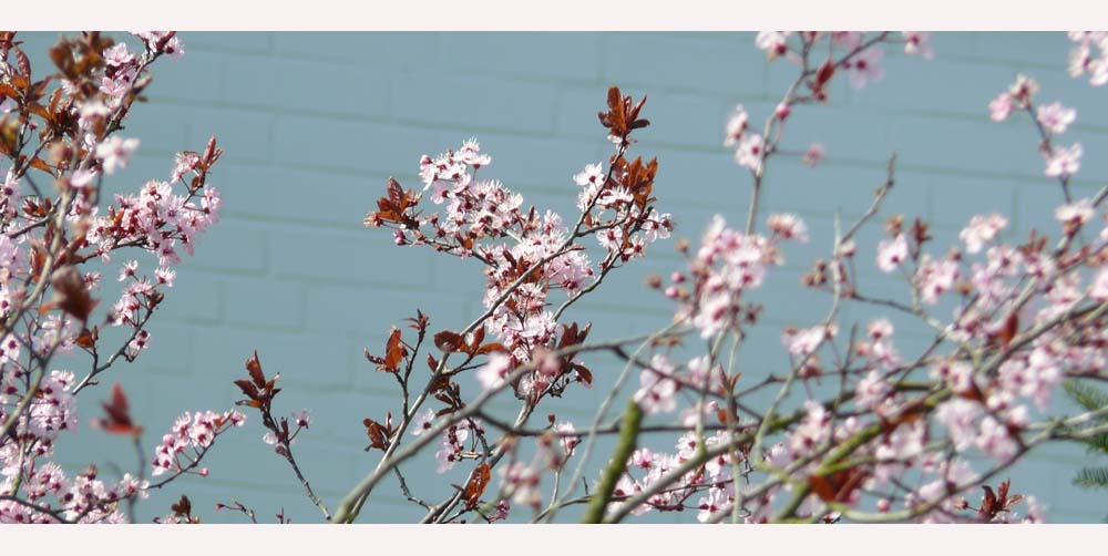 Sommerlicher Durchblick