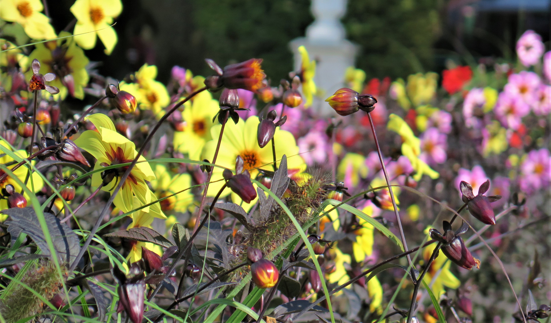 Sommerlicher Farbenrausch