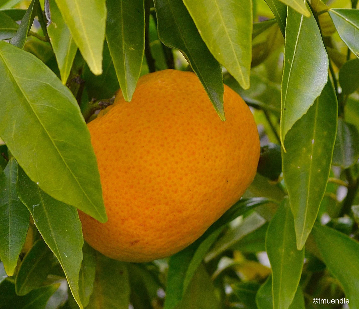 sommerlicher Farbklecks