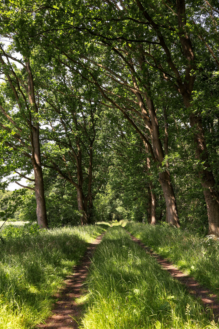 sommerlicher Feldweg  -  summer field path