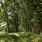 sommerlicher Feldweg  -  summer field path