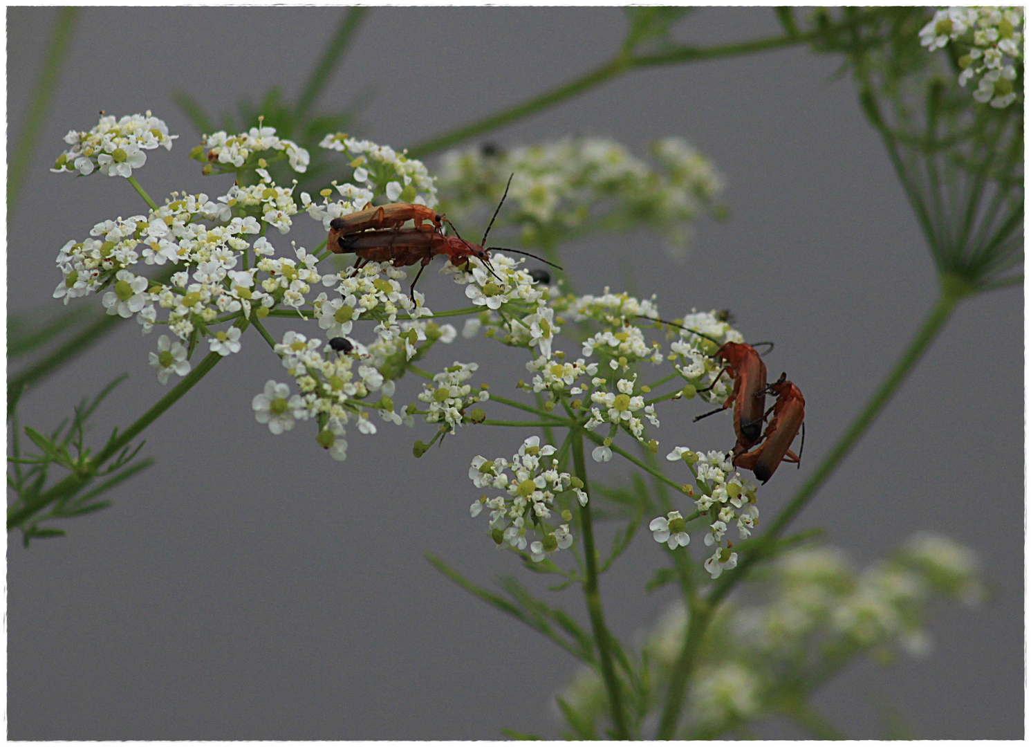 Sommerlicher Nachtrag