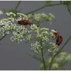 Sommerlicher Nachtrag