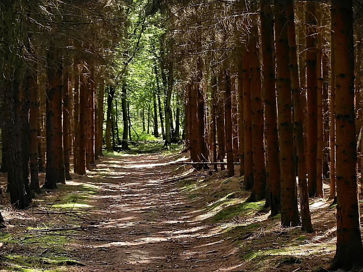 Sommerlicher Nadelwald mit grünem Ausblick