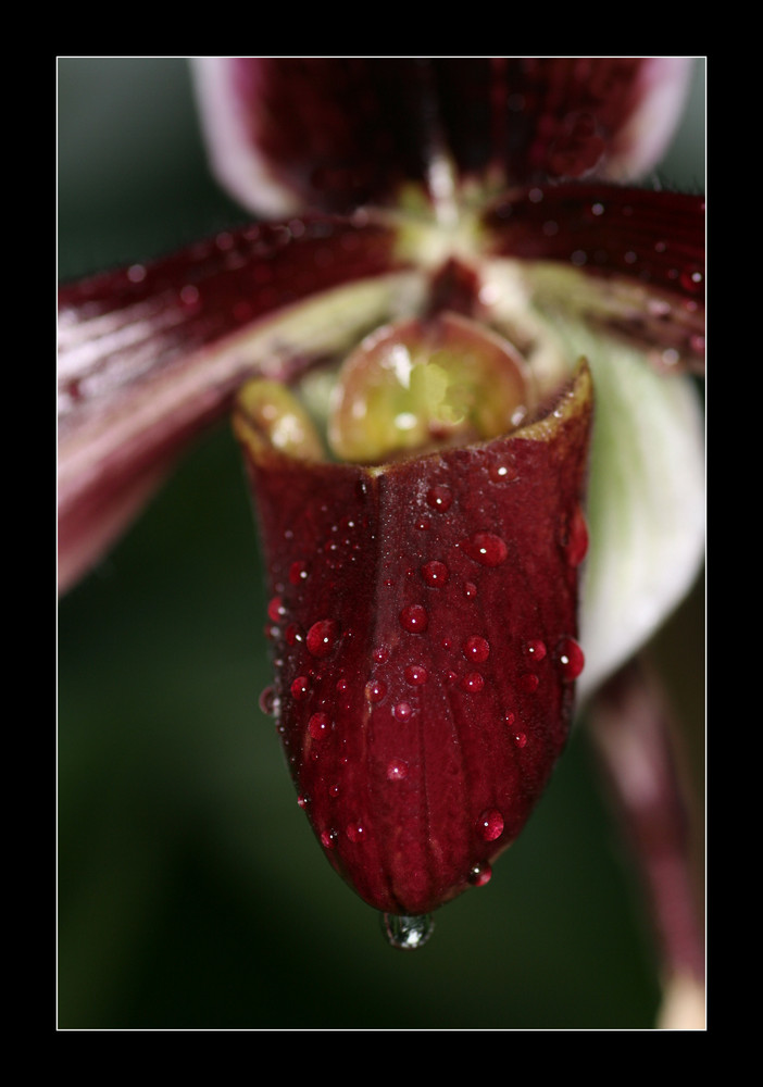 Sommerlicher Regen im Gewächshaus