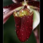 Sommerlicher Regen im Gewächshaus