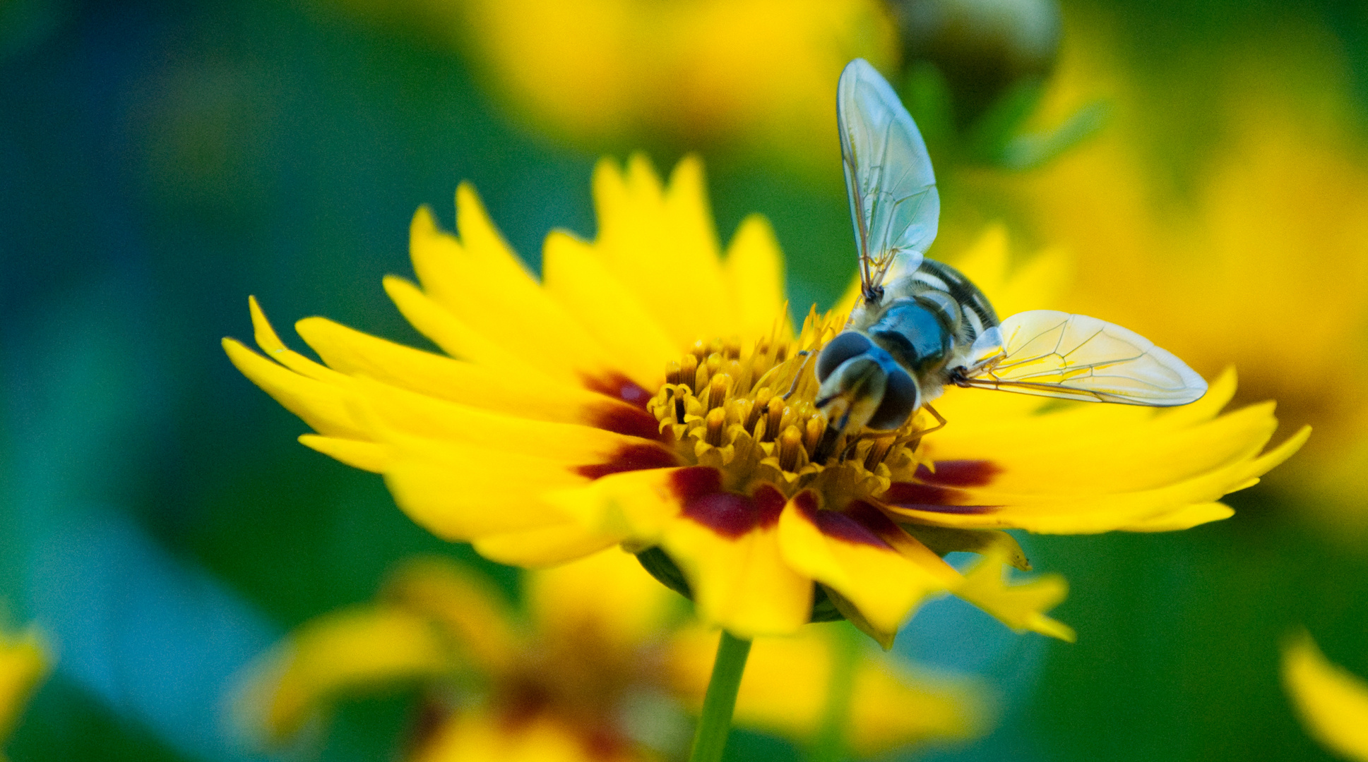 Sommerlicher Schnappschuss