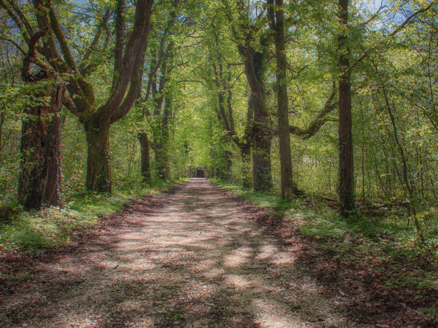 Sommerlicher Waldweg