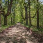 Sommerlicher Waldweg