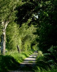 sommerlicher Wanderweg