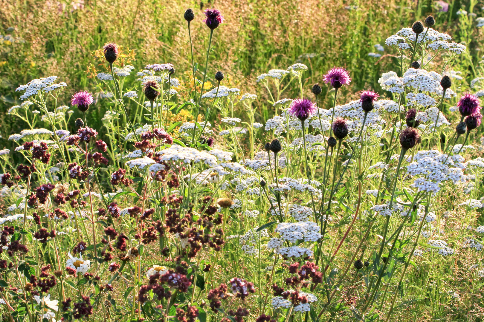 sommerlicher Wegesrand 1  -  summer wayside 1  