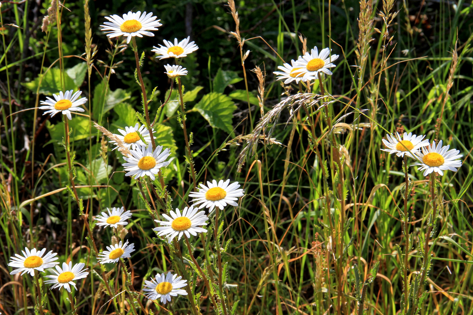 sommerlicher Wegesrand 2  -  summer wayside 2  