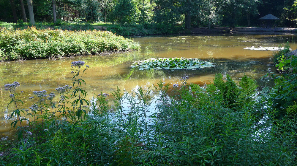 Sommerlicher Weiher im Königsforst bei Köln