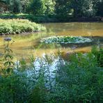 Sommerlicher Weiher im Königsforst bei Köln