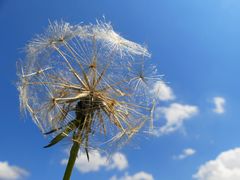 Sommerlicher Wiesenbocksbart