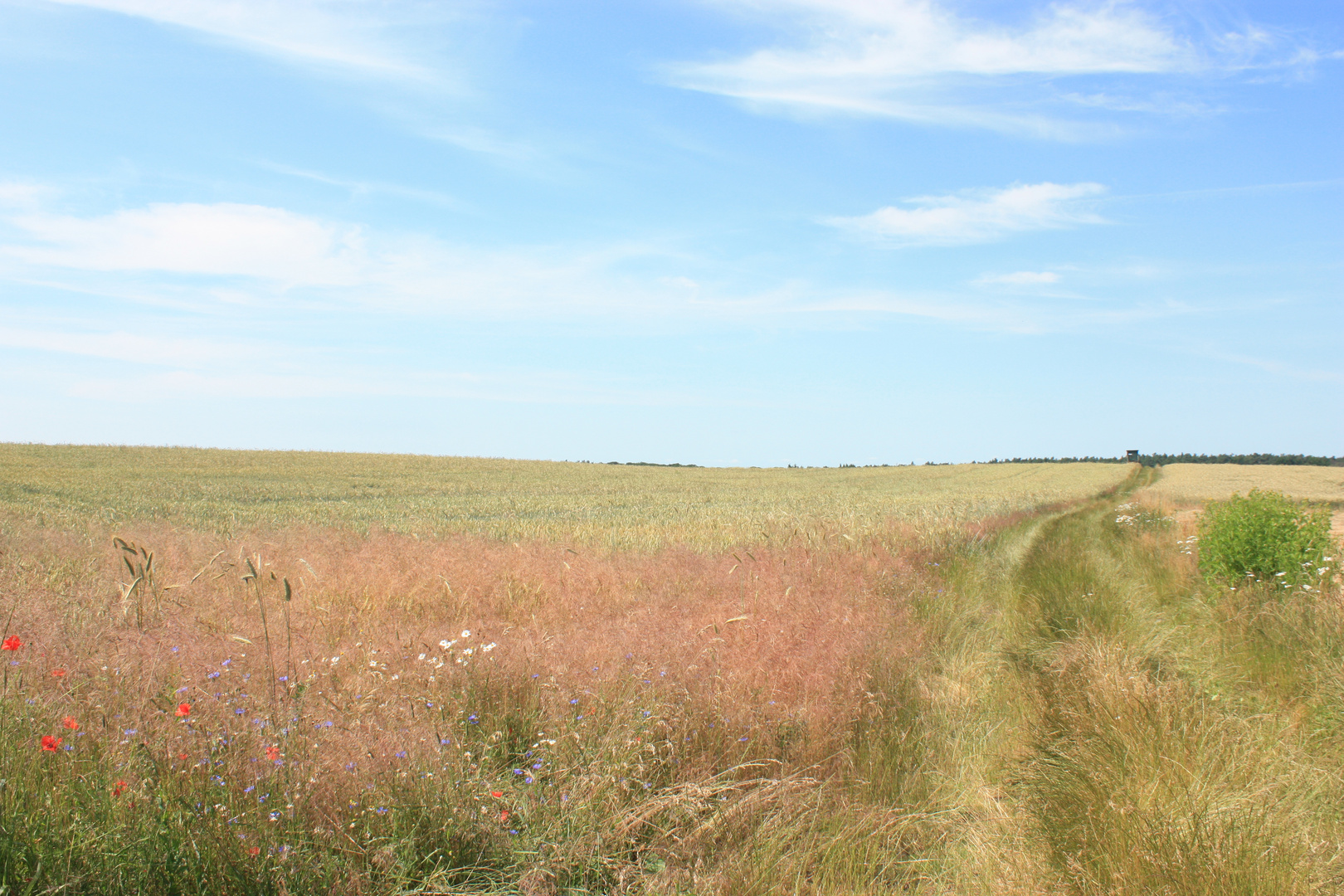 Sommerlicher Wiesenweg