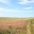 Sommerlicher Wiesenweg