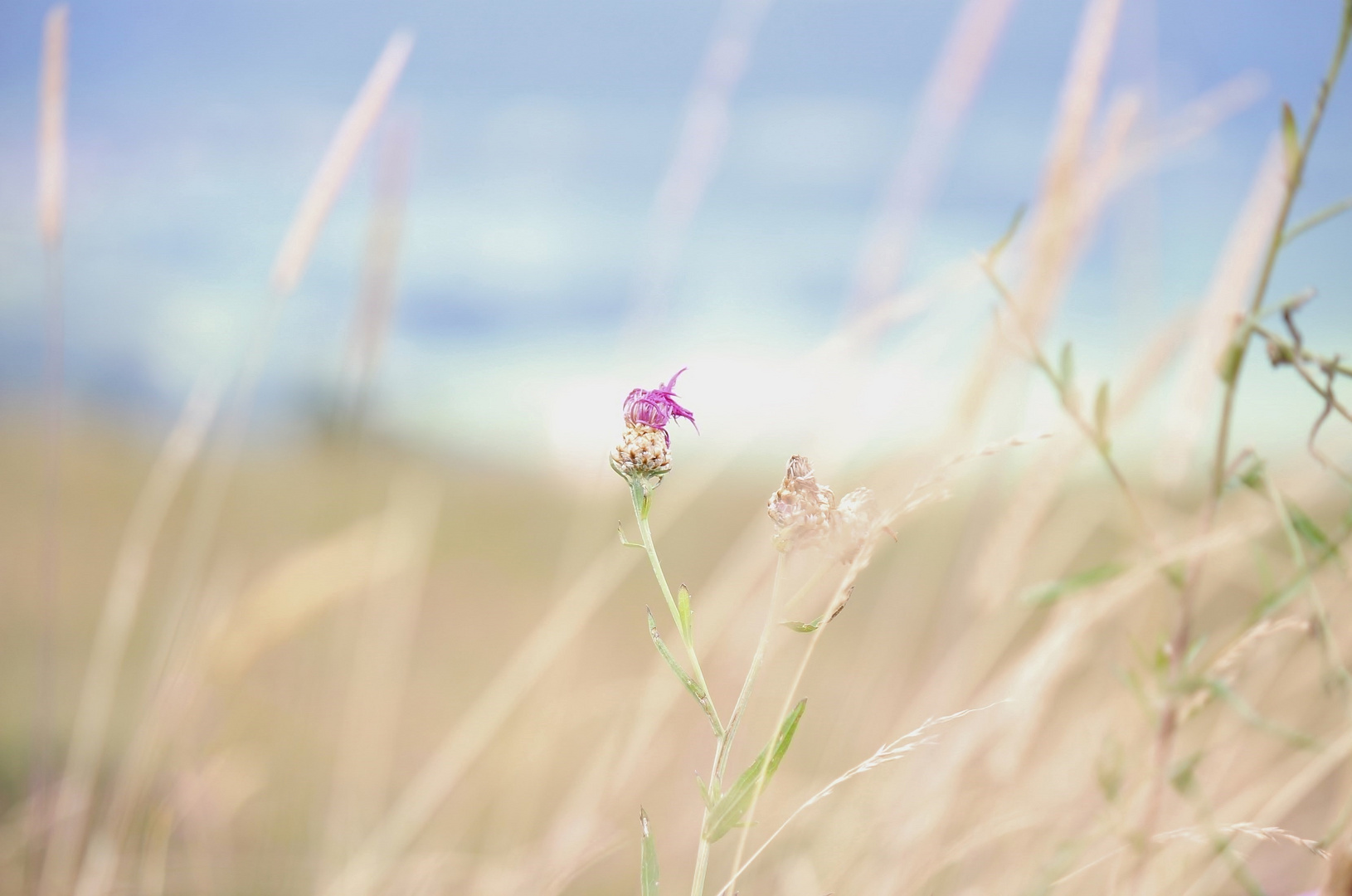 Sommerlicher Wind