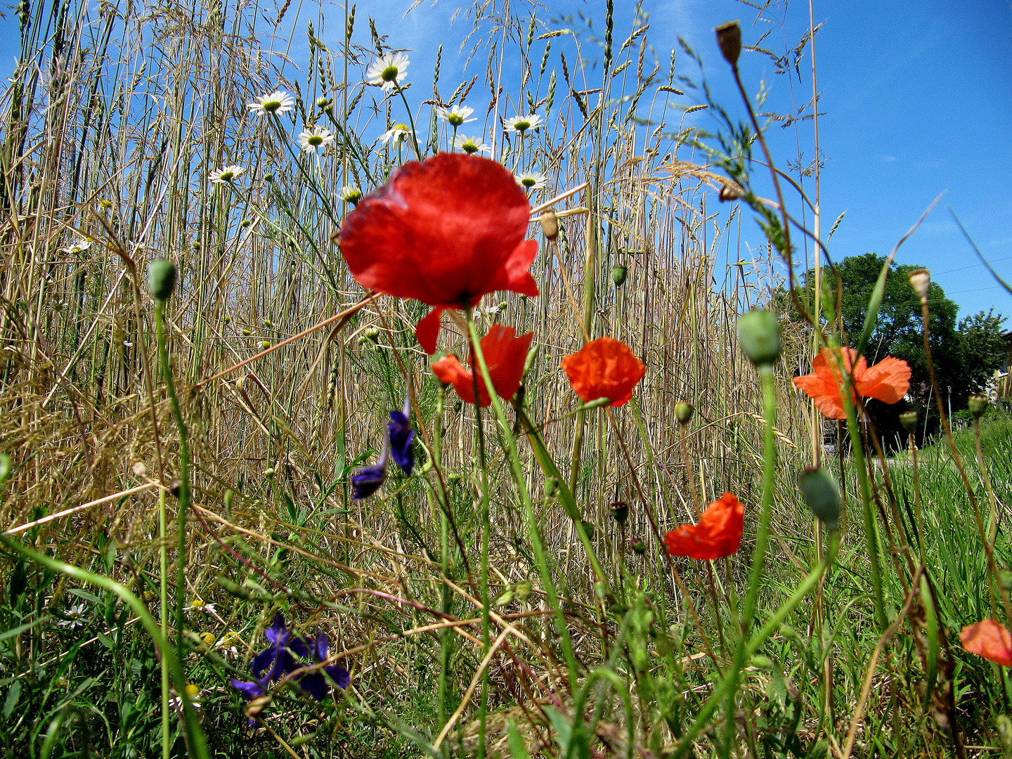 Sommerliches