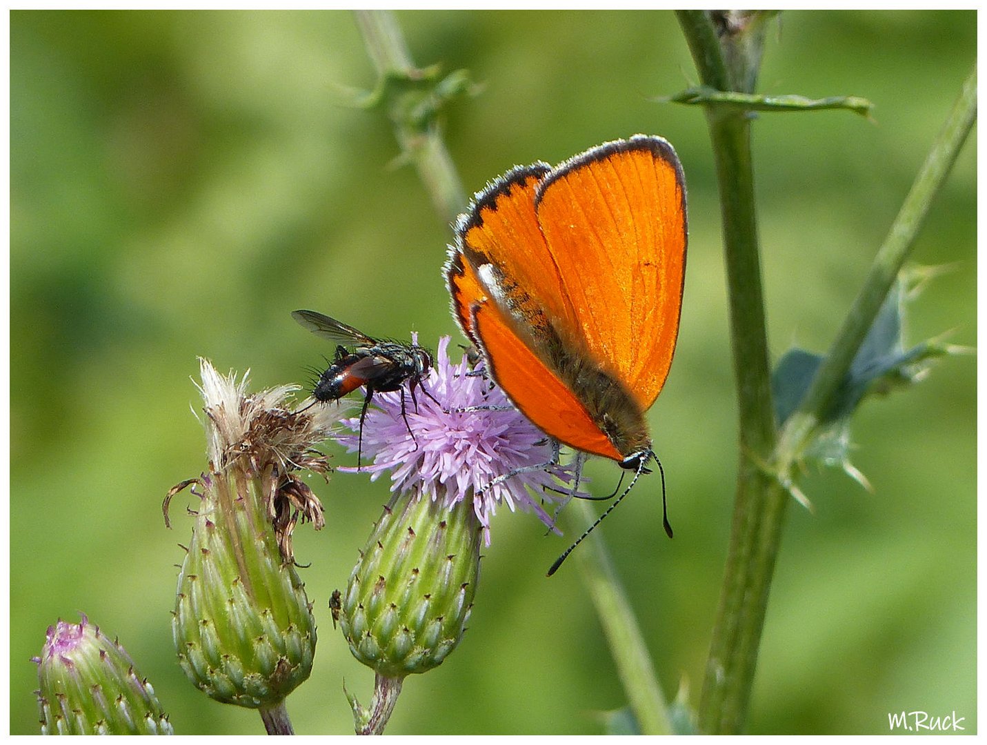 Sommerliches  84.