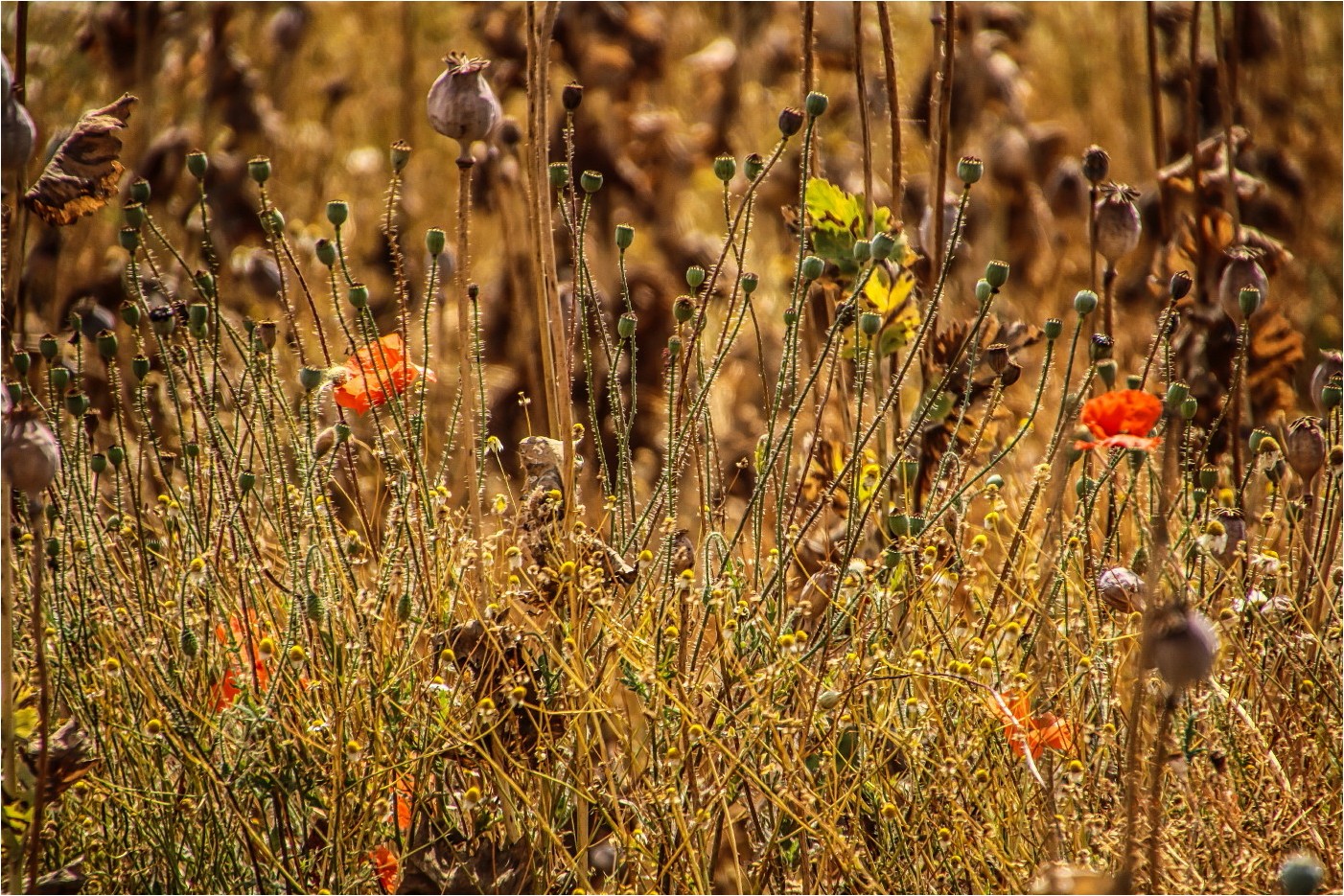 Sommerliches Allerlei