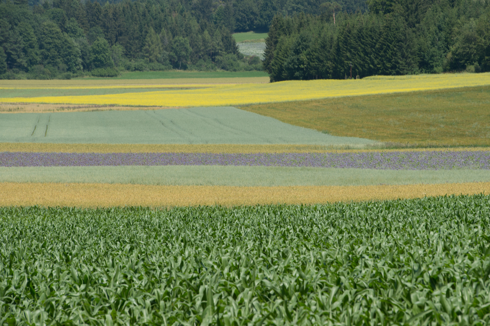 Sommerliches Aquarell der Landwirte