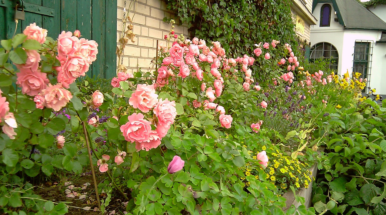 Sommerliches Beet