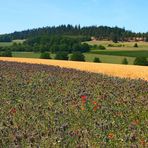 Sommerliches Blütenfeld