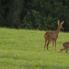 Sommerliches Familienglück