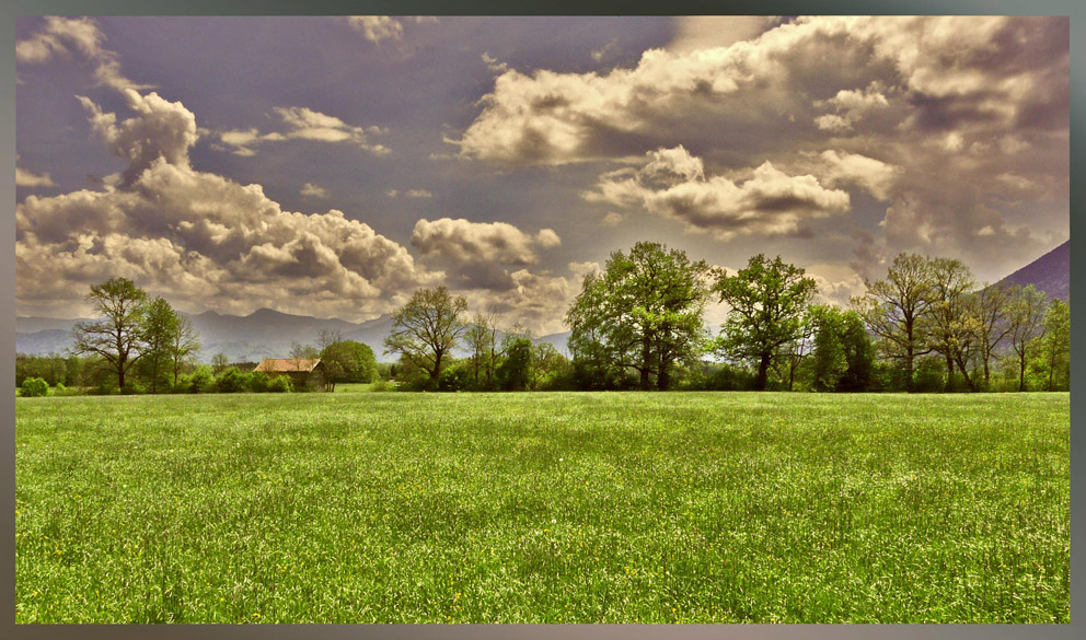 Sommerliches Feilnbacher Moor (Sterntaler Filze)