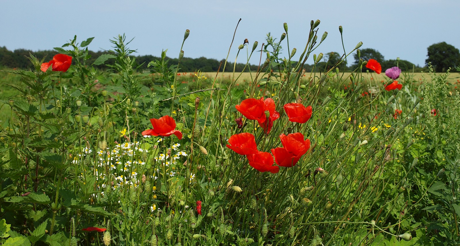 Sommerliches Feld