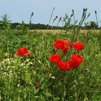 Sommerliches Feld