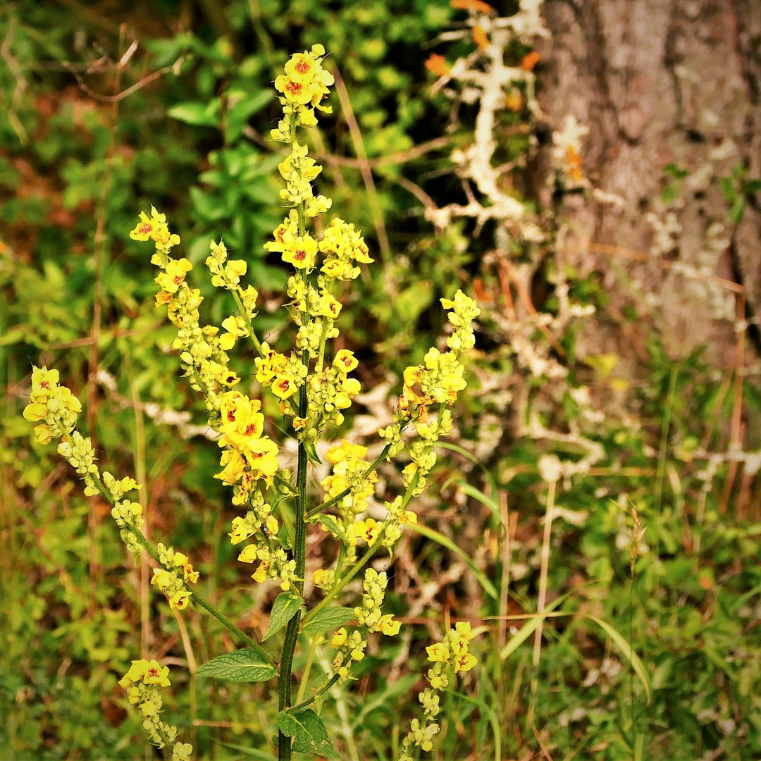 Sommerliches Gelb