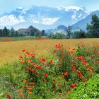 Sommerliches  Gemälde