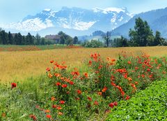 Sommerliches  Gemälde