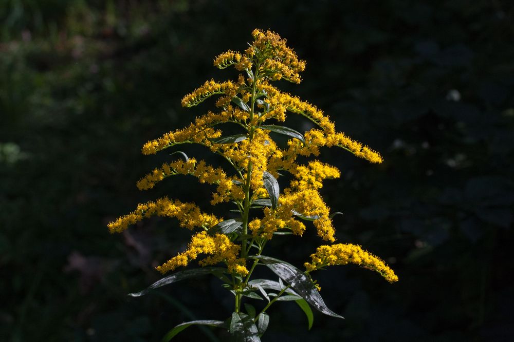 Sommerliches.... gesehen beim Herbstspaziergang in Bruchsal - 01