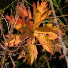 Sommerliches.... gesehen beim Herbstspaziergang in Bruchsal - 02