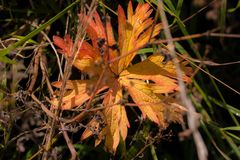 Sommerliches.... gesehen beim Herbstspaziergang in Bruchsal - 02