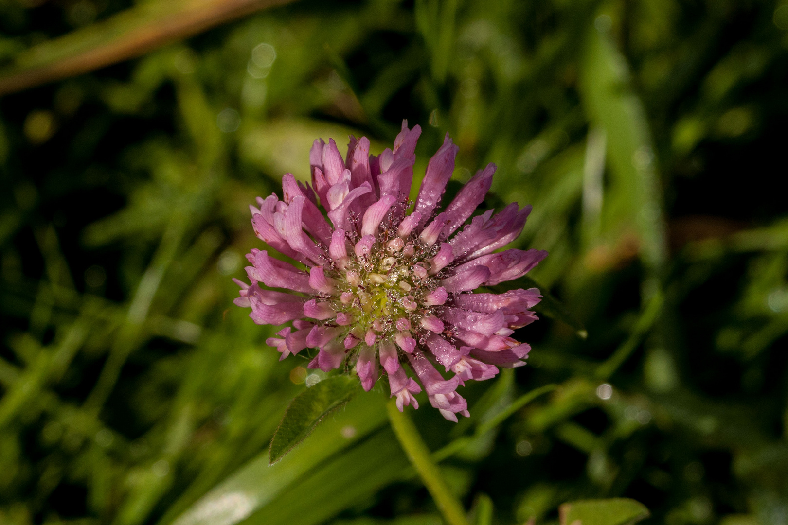 Sommerliches.... gesehen beim Herbstspaziergang in Bruchsal - 03