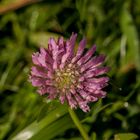 Sommerliches.... gesehen beim Herbstspaziergang in Bruchsal - 03