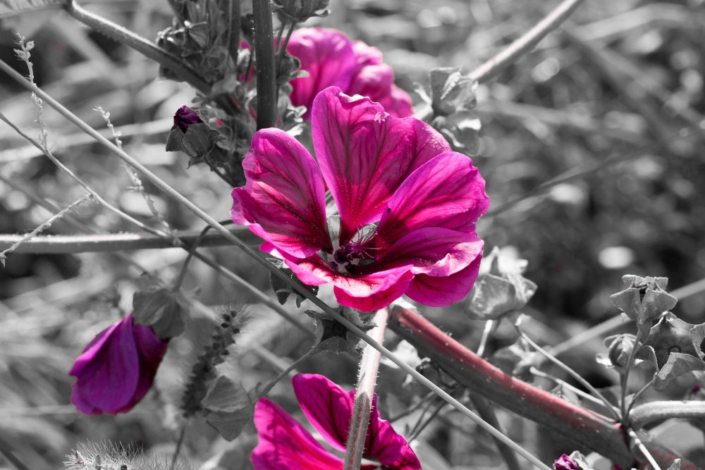 Sommerliches.... gesehen beim Herbstspaziergang in Bruchsal - 04