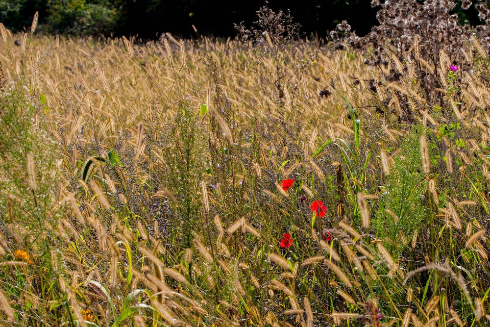 Sommerliches.... gesehen beim Herbstspaziergang in Bruchsal - 05