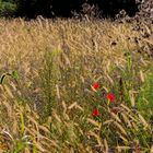 Sommerliches.... gesehen beim Herbstspaziergang in Bruchsal - 05