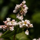 Sommerliches.... gesehen beim Herbstspaziergang in Bruchsal - 06