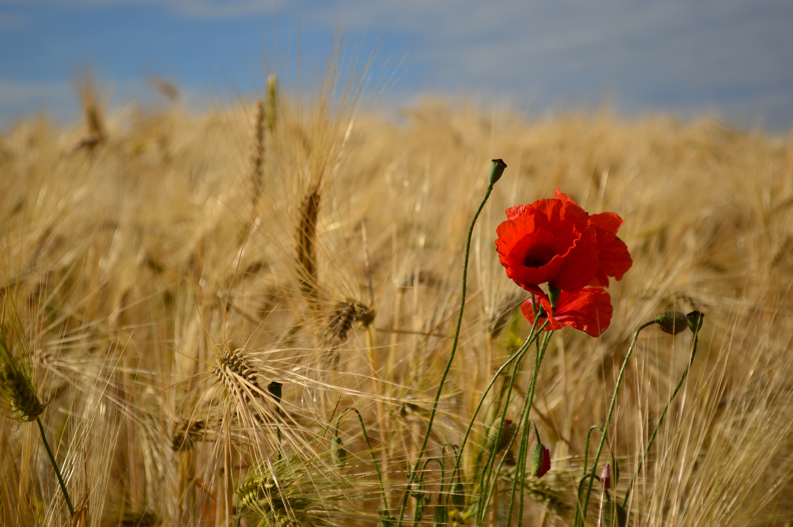 Sommerliches Getreidefeld