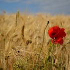 Sommerliches Getreidefeld