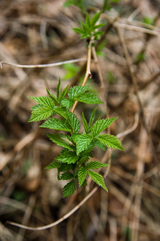 sommerliches Grün